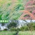 狼尾草种子基地直发价格美丽