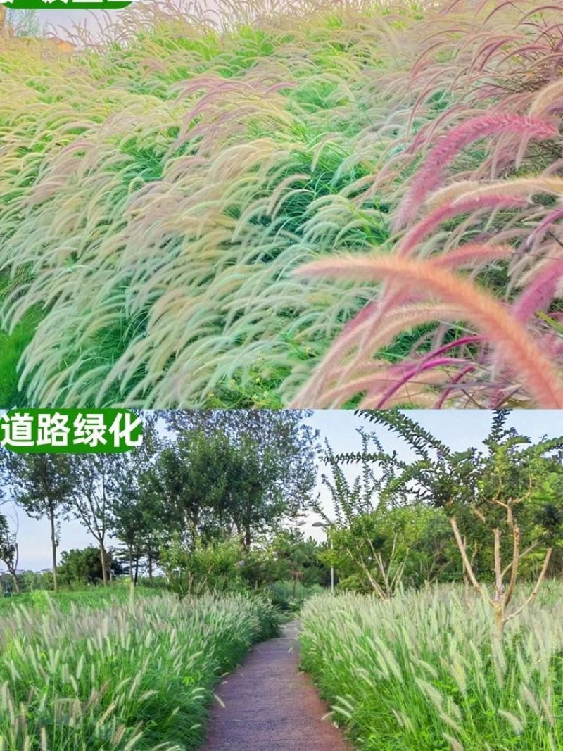 狼尾草种子基地直发价格美丽