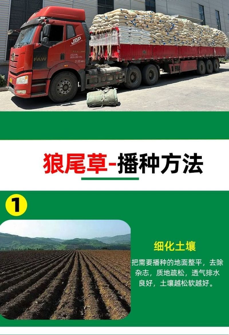 狼尾草种子基地直发价格美丽