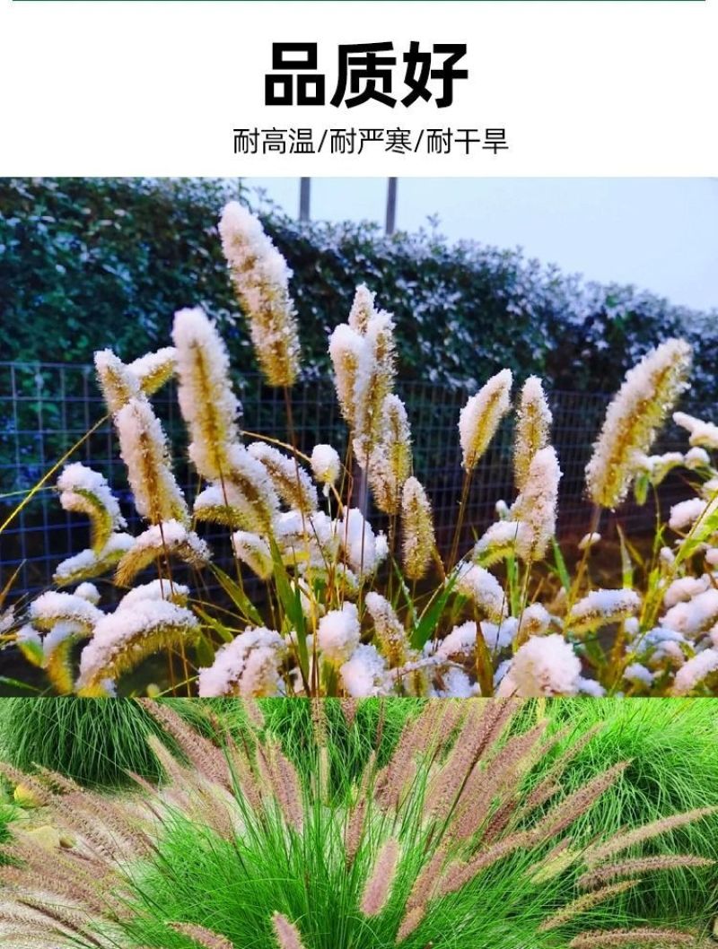 狼尾草种子基地直发价格美丽