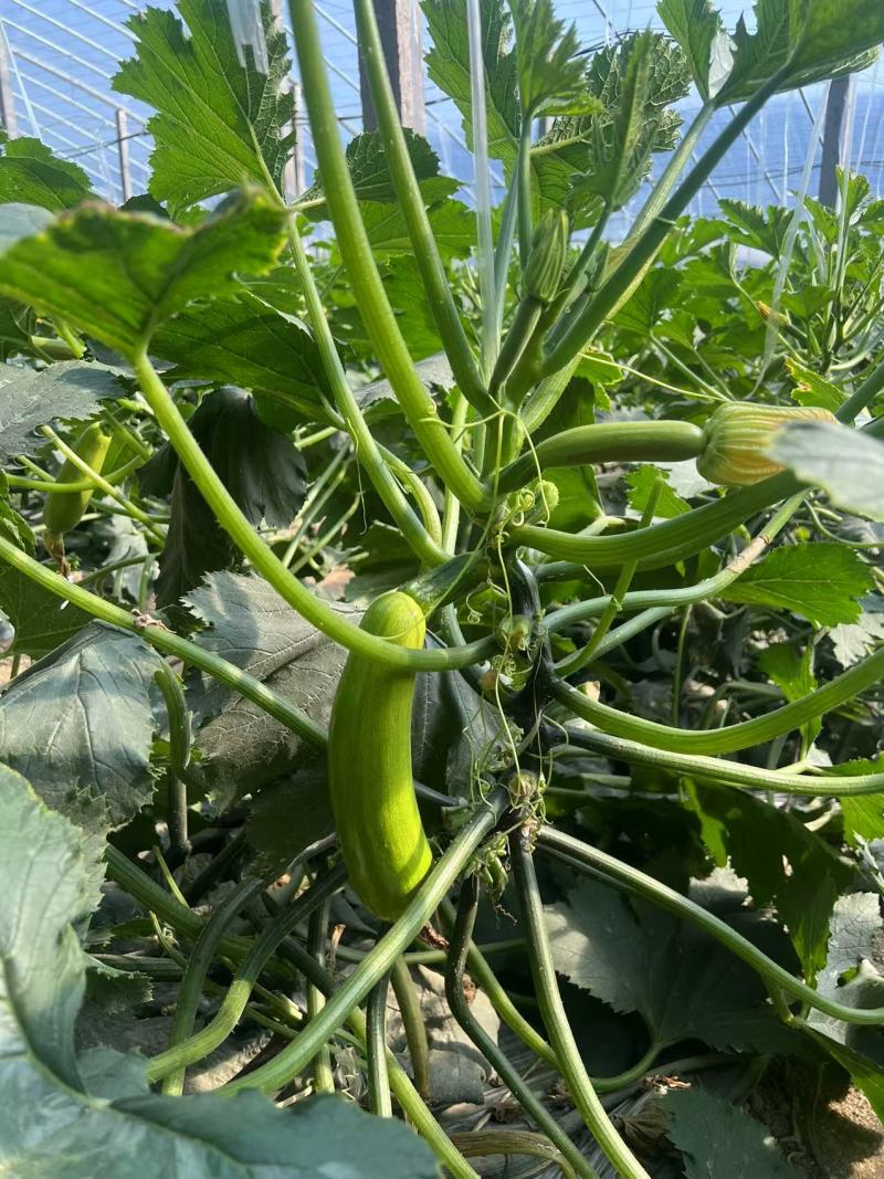 江苏西葫芦/西葫芦产地直发一手货源价格便宜对接全国