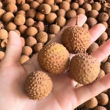 高州桂味荔枝干，长期大量供应，量大价格从优，
