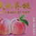 天水齐桃，直发批发