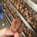 高州桂味荔枝干，长期大量供应，量大价格从优，