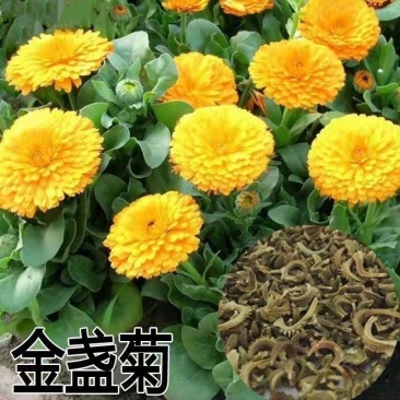 金盏菊种子金盏花种子四季易种花种子长生菊