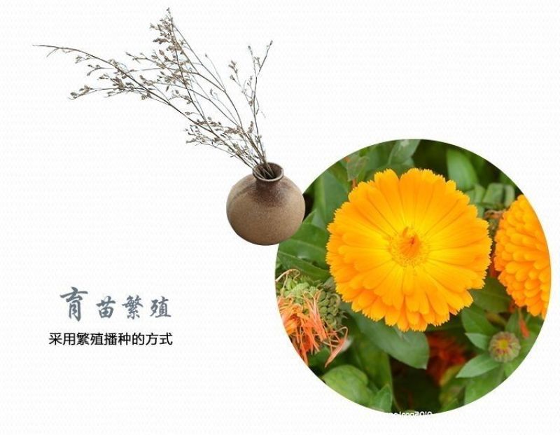 金盏菊种子金盏花种子四季易种花种子长生菊