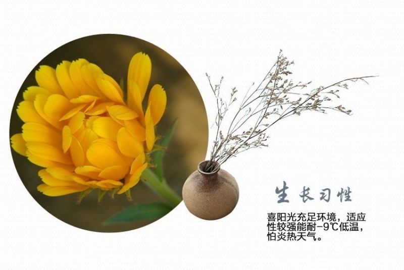 金盏菊种子金盏花种子四季易种花种子长生菊