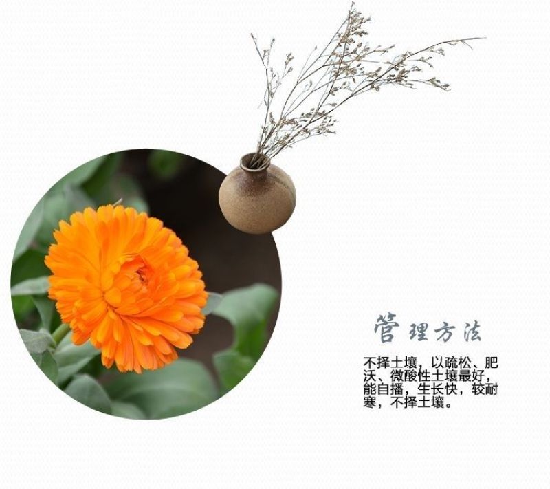 金盏菊种子金盏花种子四季易种花种子长生菊
