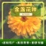 金盏菊种子金盏花种子四季易种花种子长生菊