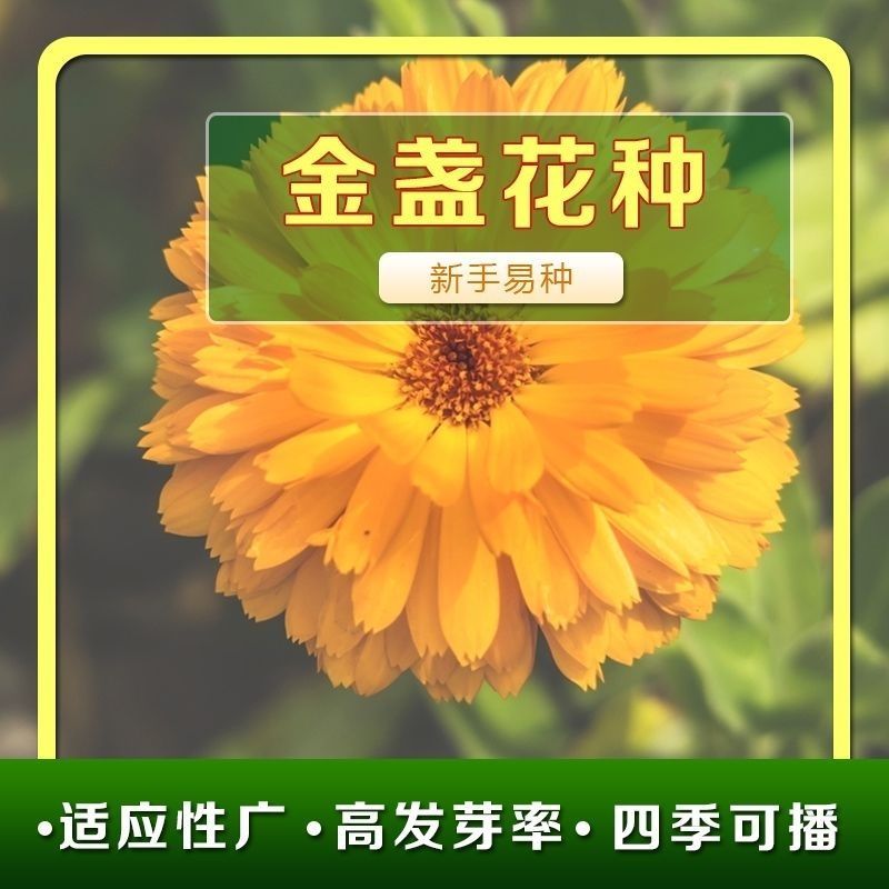 金盏菊种子金盏花种子四季易种花种子长生菊