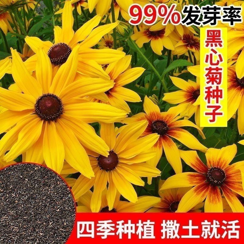 黑心菊种子四季易播种黑心金光菊种子景观绿化耐旱耐寒花草籽