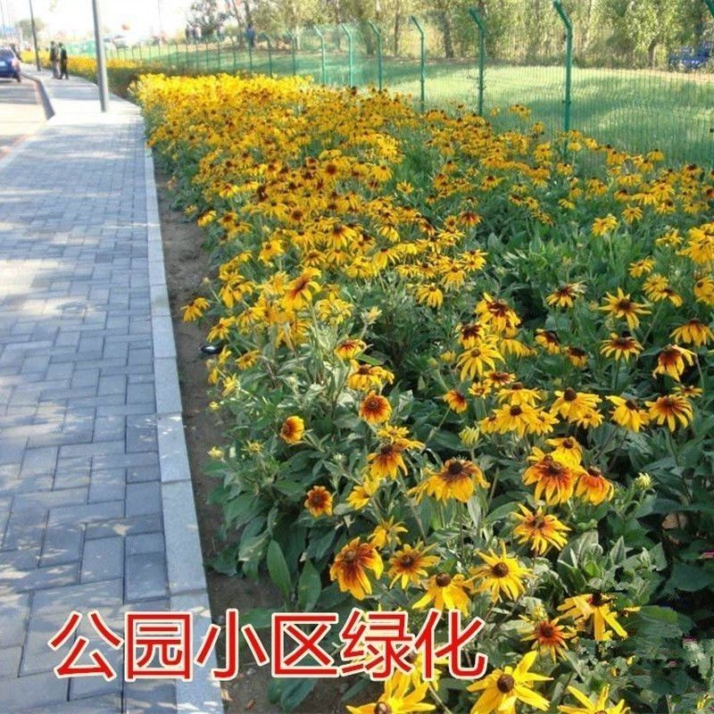 黑心菊种子四季易播种黑心金光菊种子景观绿化耐旱耐寒花草籽