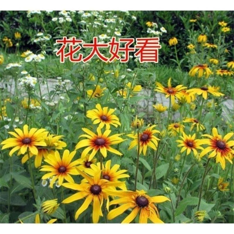 黑心菊种子四季易播种黑心金光菊种子景观绿化耐旱耐寒花草籽