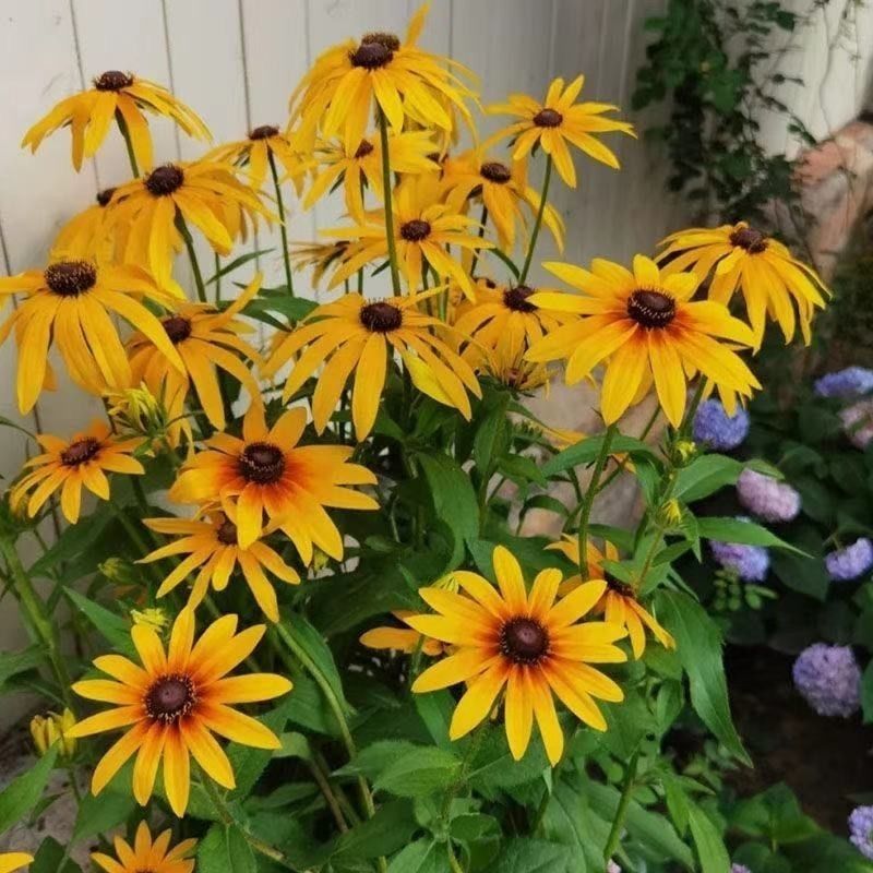 黑心菊种子四季易播种黑心金光菊种子景观绿化耐旱耐寒花草籽