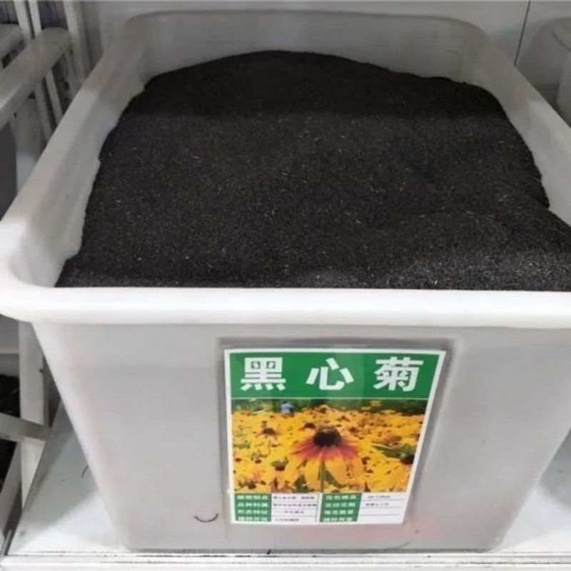 黑心菊种子四季易播种黑心金光菊种子景观绿化耐旱耐寒花草籽