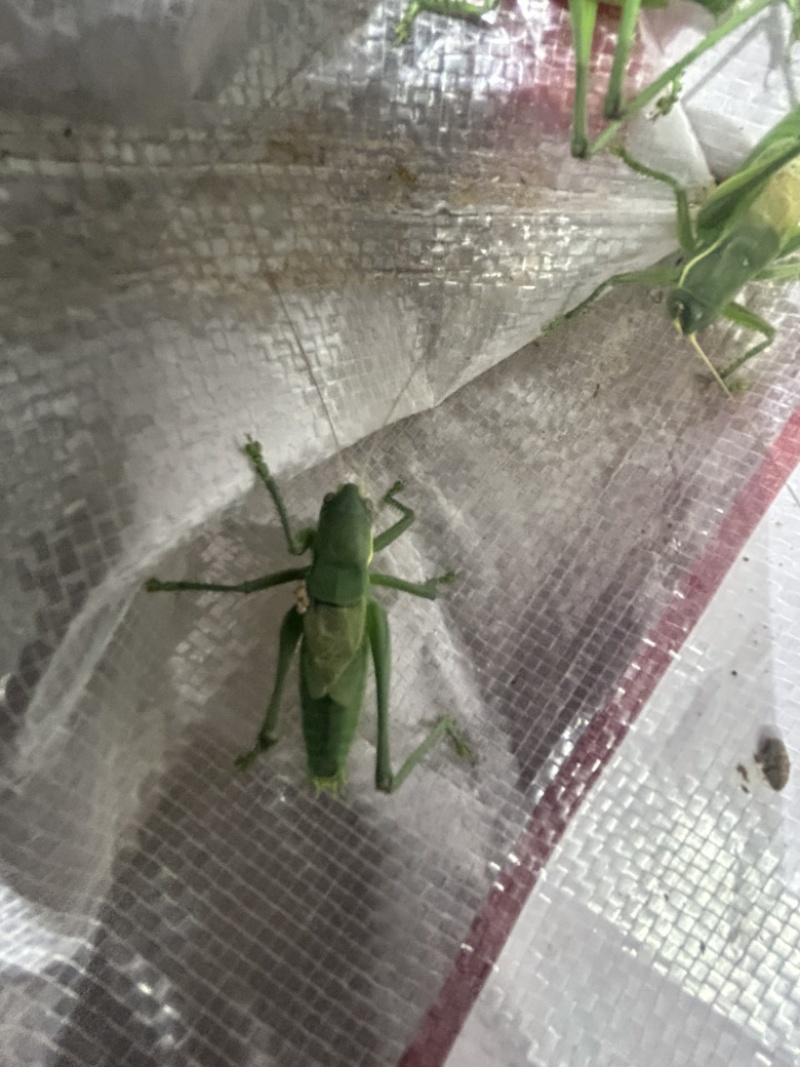 翡翠绿蝈蝈现货