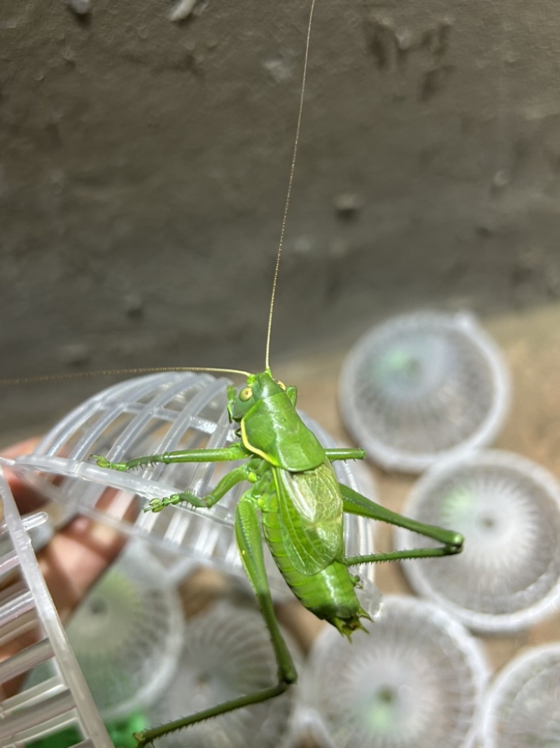 翡翠绿蝈蝈现货