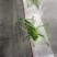 翡翠绿蝈蝈现货