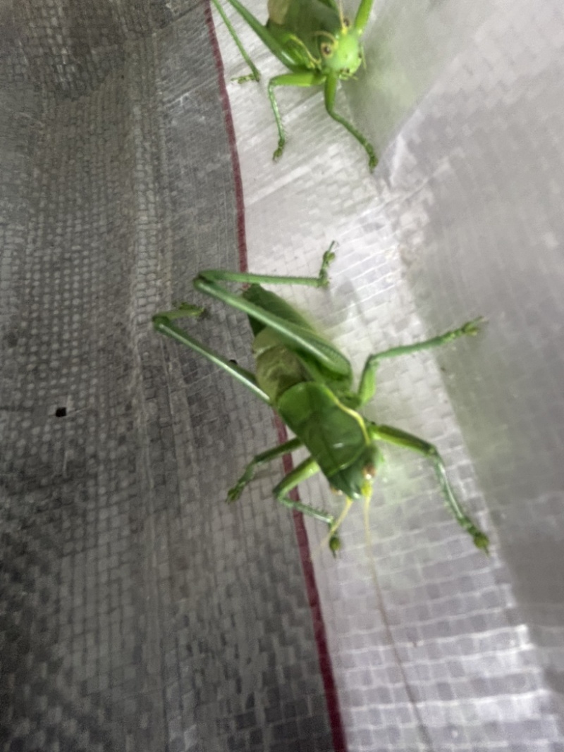 翡翠绿蝈蝈现货
