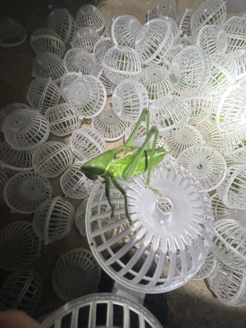 翡翠绿蝈蝈现货