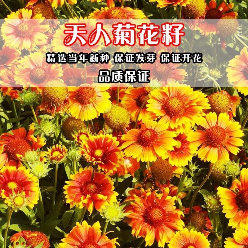 天人菊多年生花卉种子批发