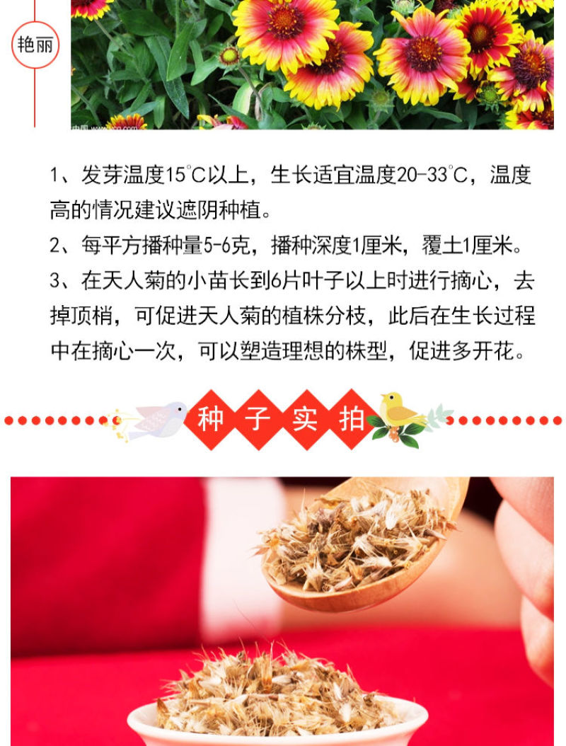 天人菊多年生花卉种子批发