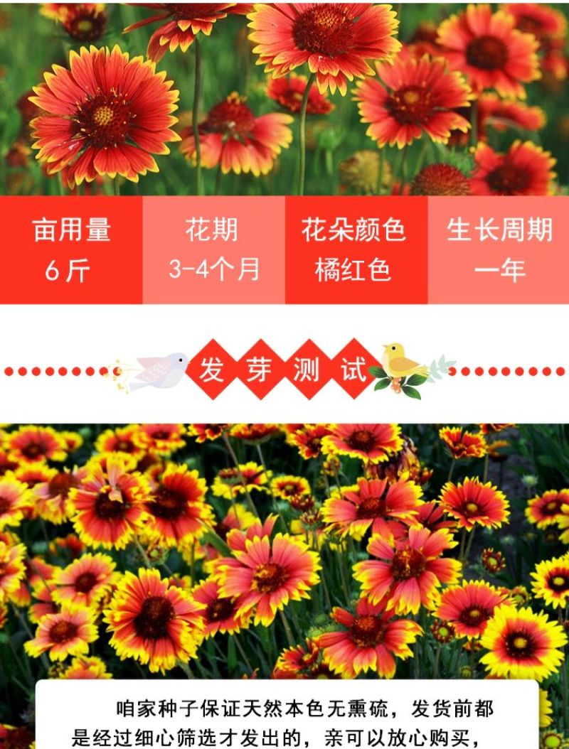 天人菊多年生花卉种子批发
