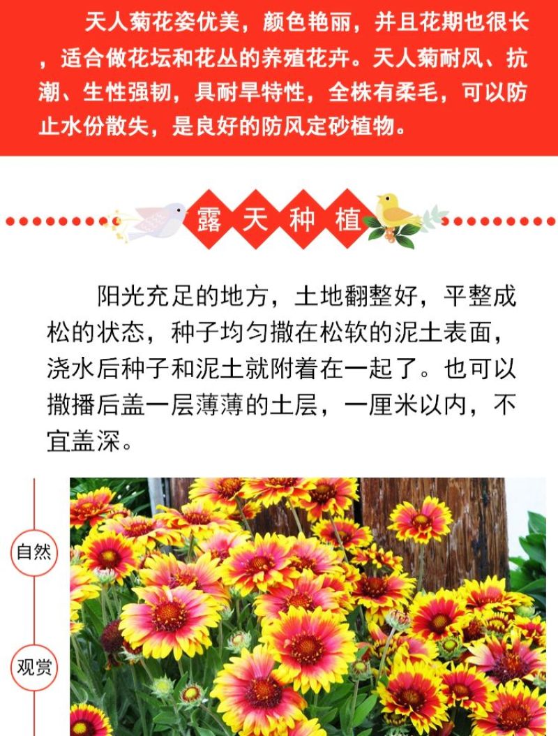 天人菊多年生花卉种子批发