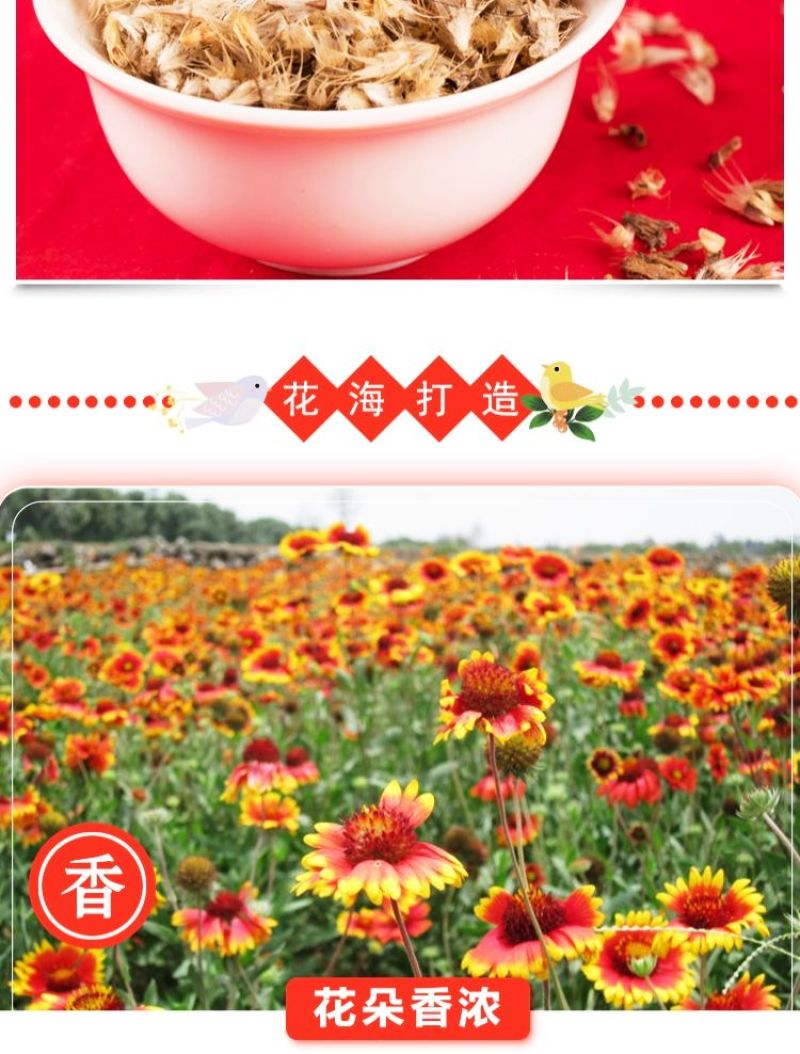 天人菊多年生花卉种子批发