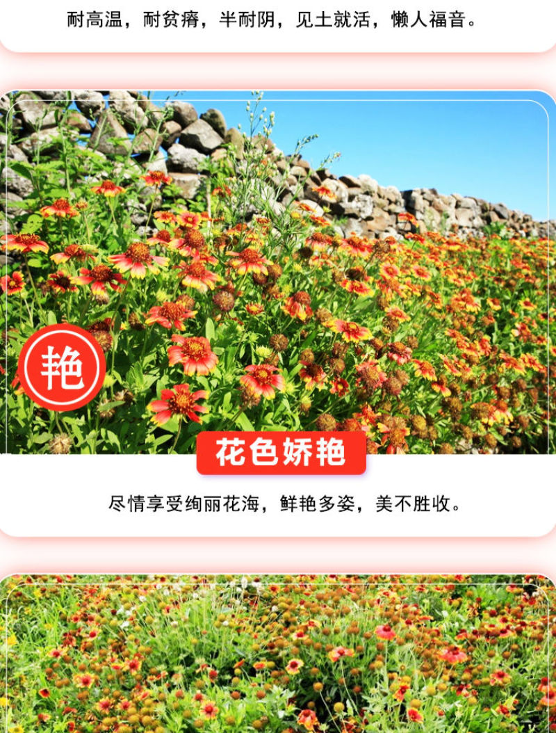 天人菊多年生花卉种子批发