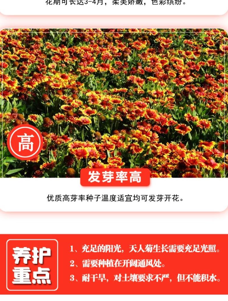 天人菊多年生花卉种子批发