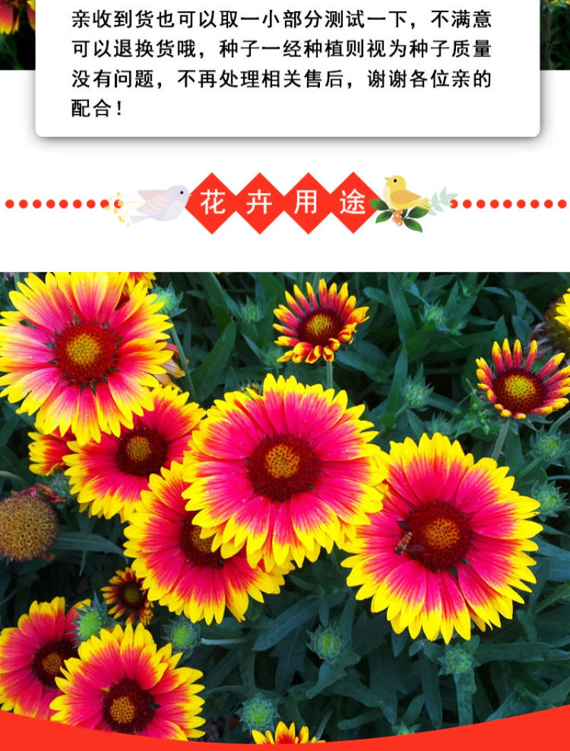 天人菊多年生花卉种子批发
