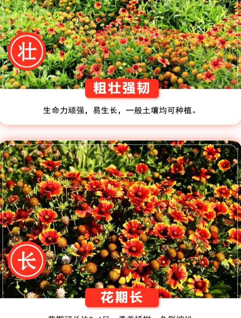 天人菊多年生花卉种子批发