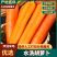 水洗三红胡萝卜对接全国市场开封胡萝卜货量充足