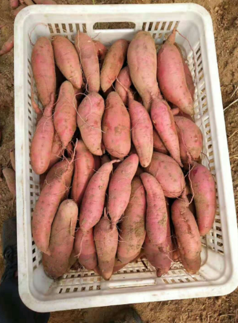 精品烟薯25上市产地直发价格优惠软糯香甜欢迎来电