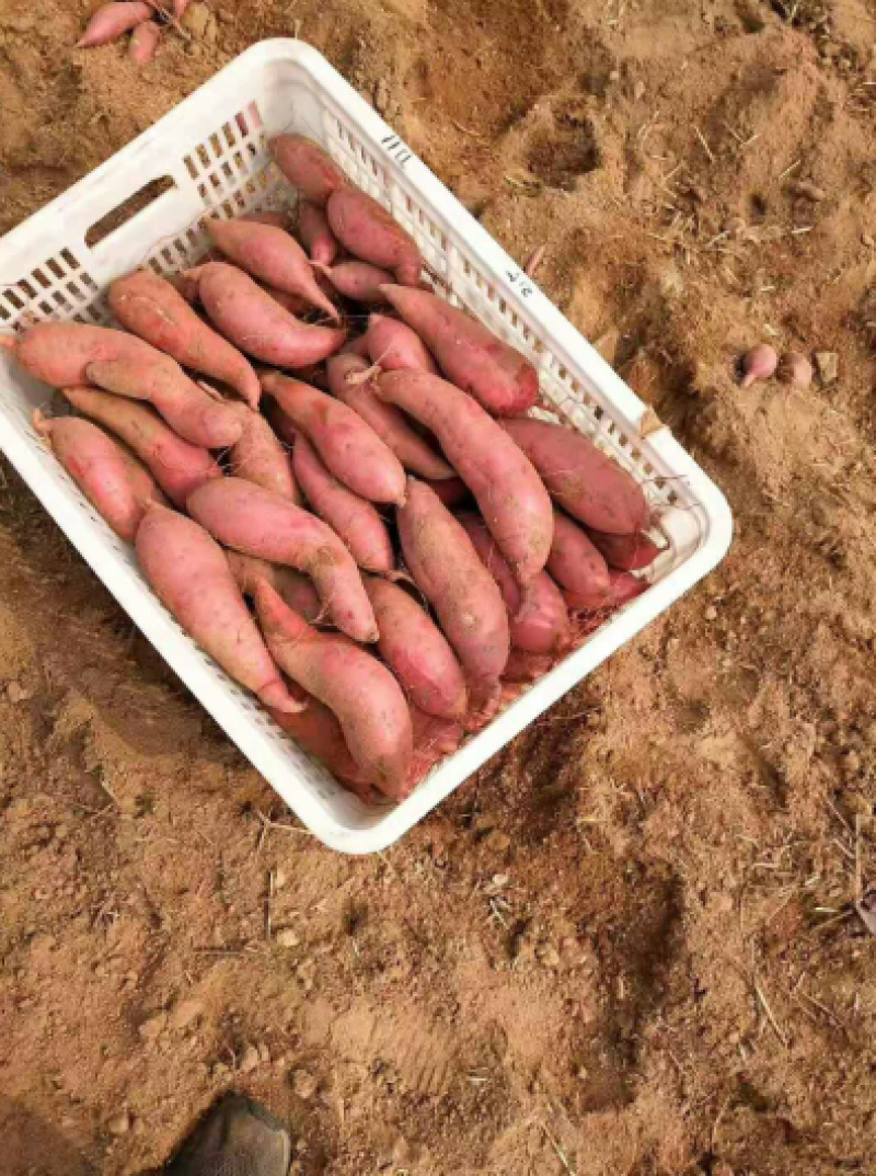 精品烟薯25上市产地直发价格优惠软糯香甜欢迎来电