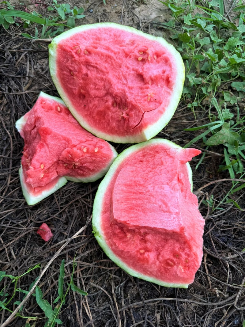 精品美都西瓜开封西瓜大量供应全国发货可视频看货