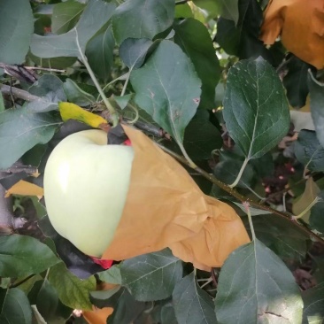 华硕苹果便宜卖