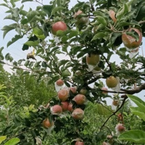 河南省郑州市中牟县美八苹果大量现货欢迎订购