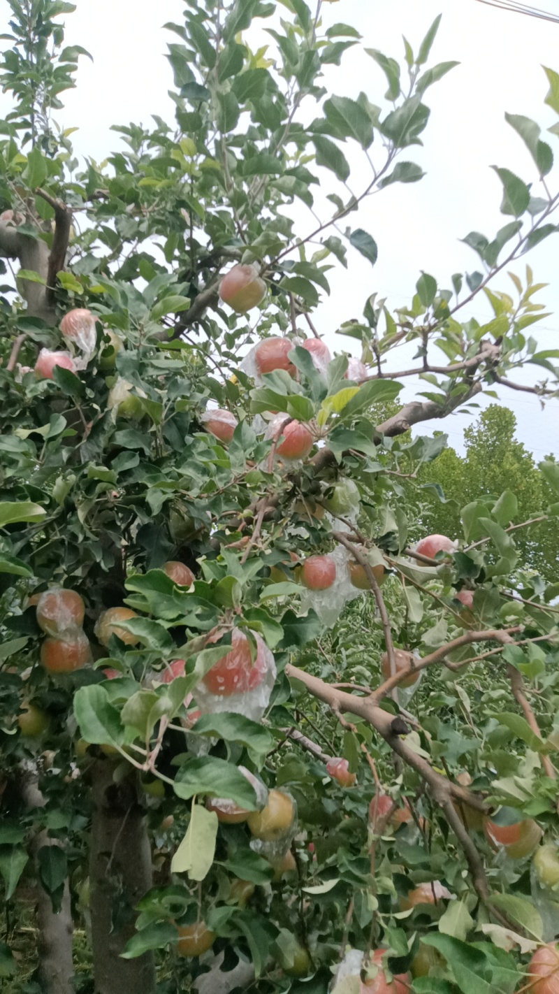 河南省郑州市中牟县美八苹果大量现货欢迎订购