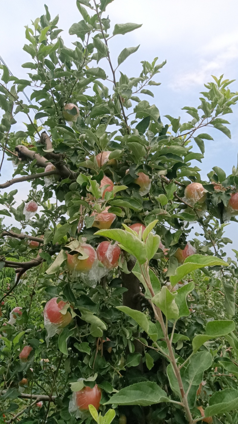 河南省郑州市中牟县美八苹果大量现货欢迎订购