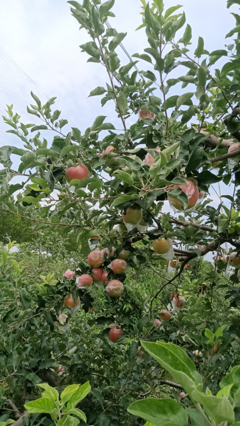 河南省郑州市中牟县美八苹果大量现货欢迎订购