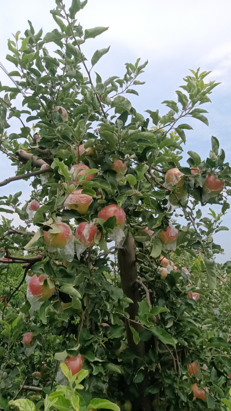 河南省郑州市中牟县美八苹果大量现货欢迎订购