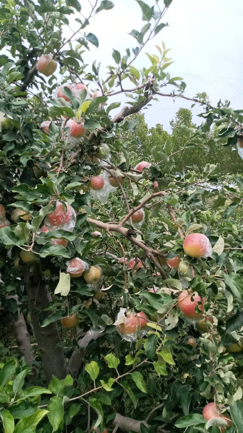 河南省郑州市中牟县美八苹果大量现货欢迎订购