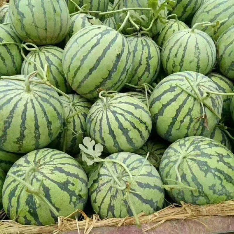 开封无籽西瓜金花西瓜大量供应价格美丽可视频看货