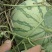 开封无籽西瓜金花西瓜大量供应价格美丽可视频看货