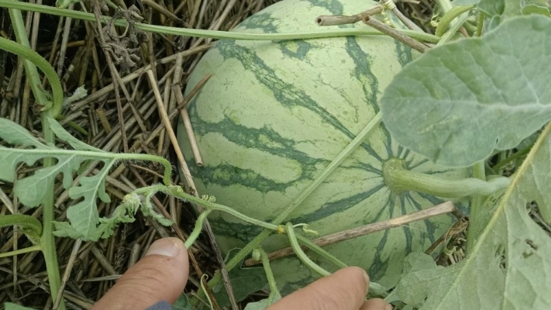 开封无籽西瓜金花西瓜大量供应价格美丽可视频看货