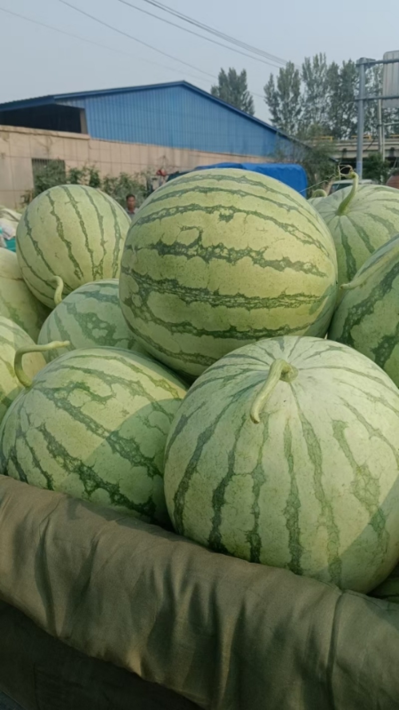 开封无籽西瓜金花西瓜大量供应价格美丽可视频看货
