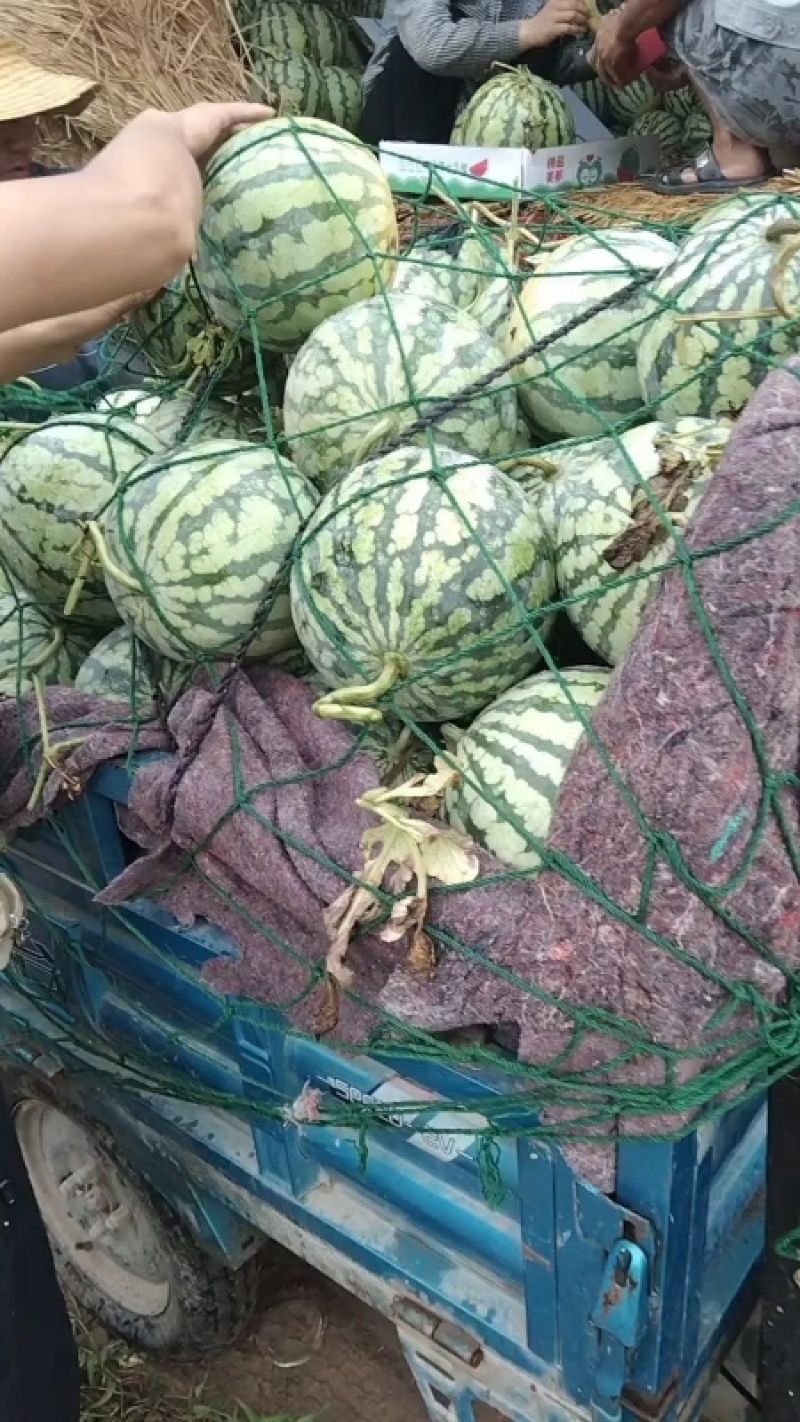 开封无籽西瓜金花西瓜大量供应价格美丽可视频看货