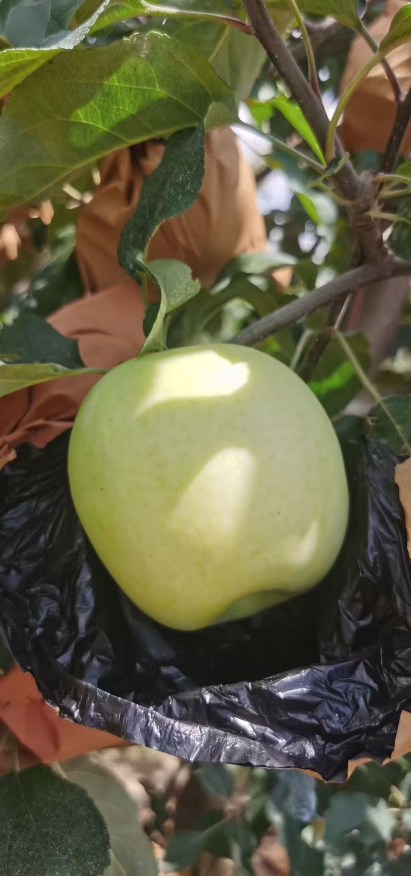 华硕白果大量供货中